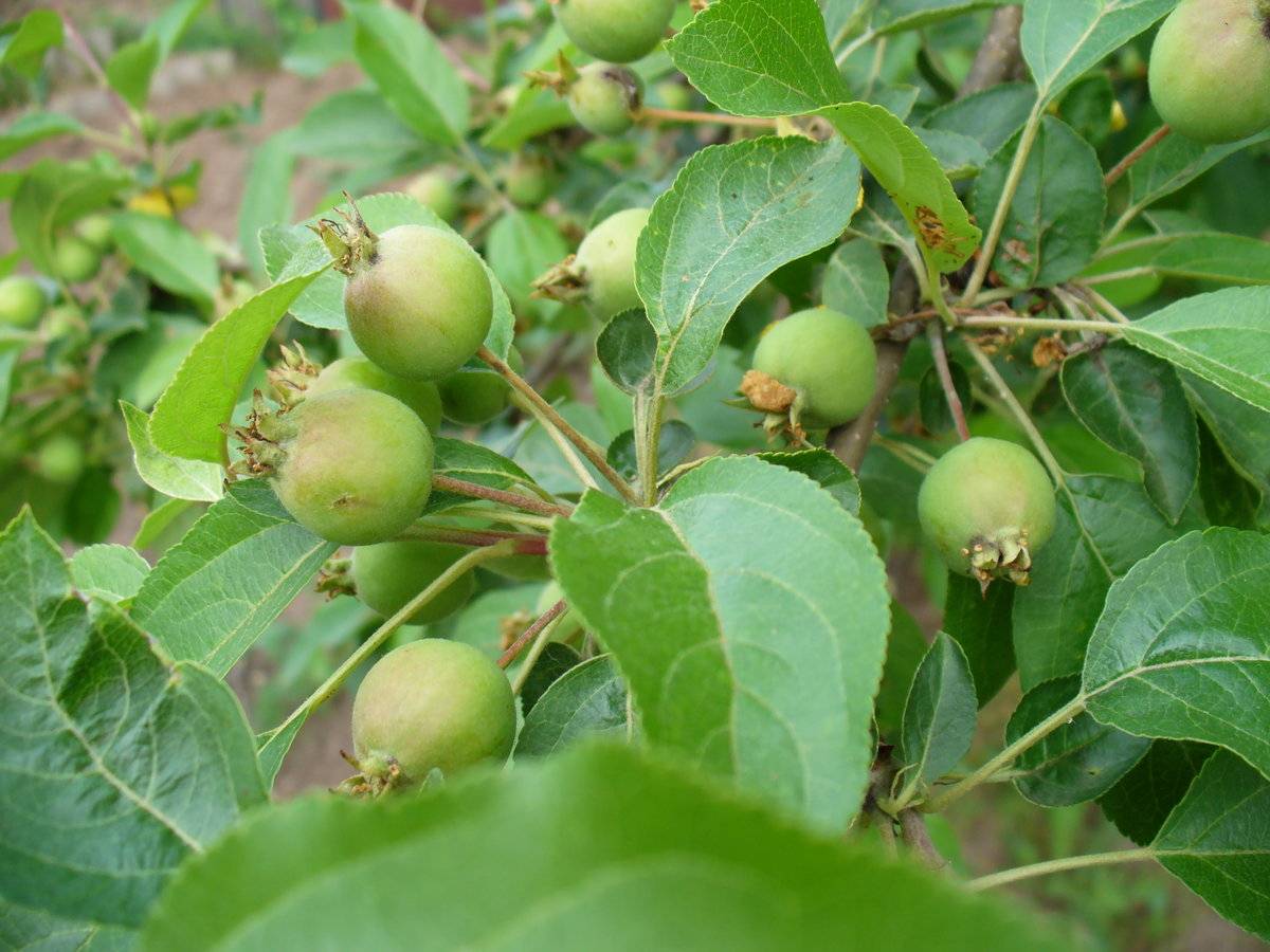 Почему яблоня сбрасывает плоды до их созревания: причины и что делать