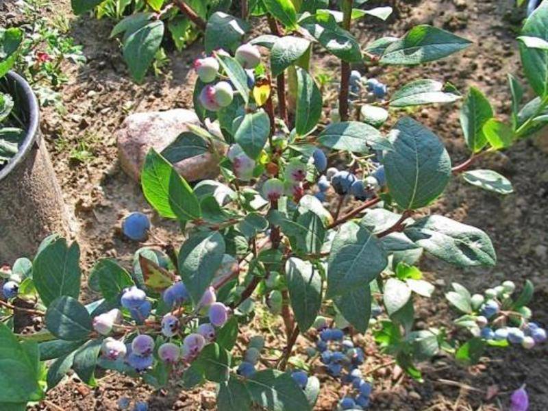 Голубика садовая – посадка и уход, выращивание