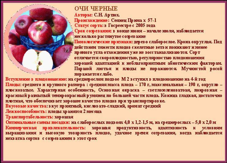 Яблоня квинти: описание и характеристики сорта, выращивание и уход с фото