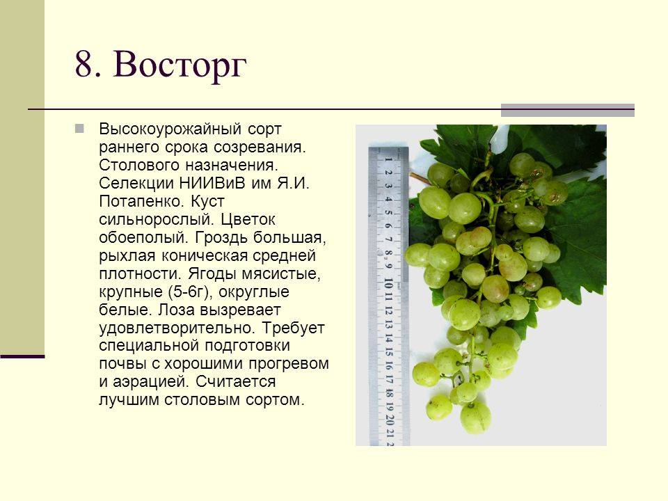 Виноград восторг [белый, черный, красный, мускатный, идеальный]: описание сорта, фото, отзывы и технология выращивания