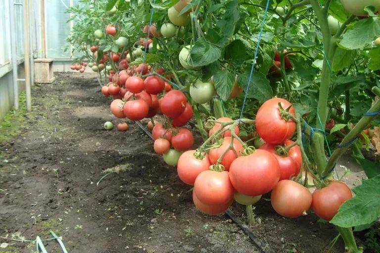 Томаты крымская роза: характеристика и описание сорта, отзывы об урожайности помидоров, фото растения