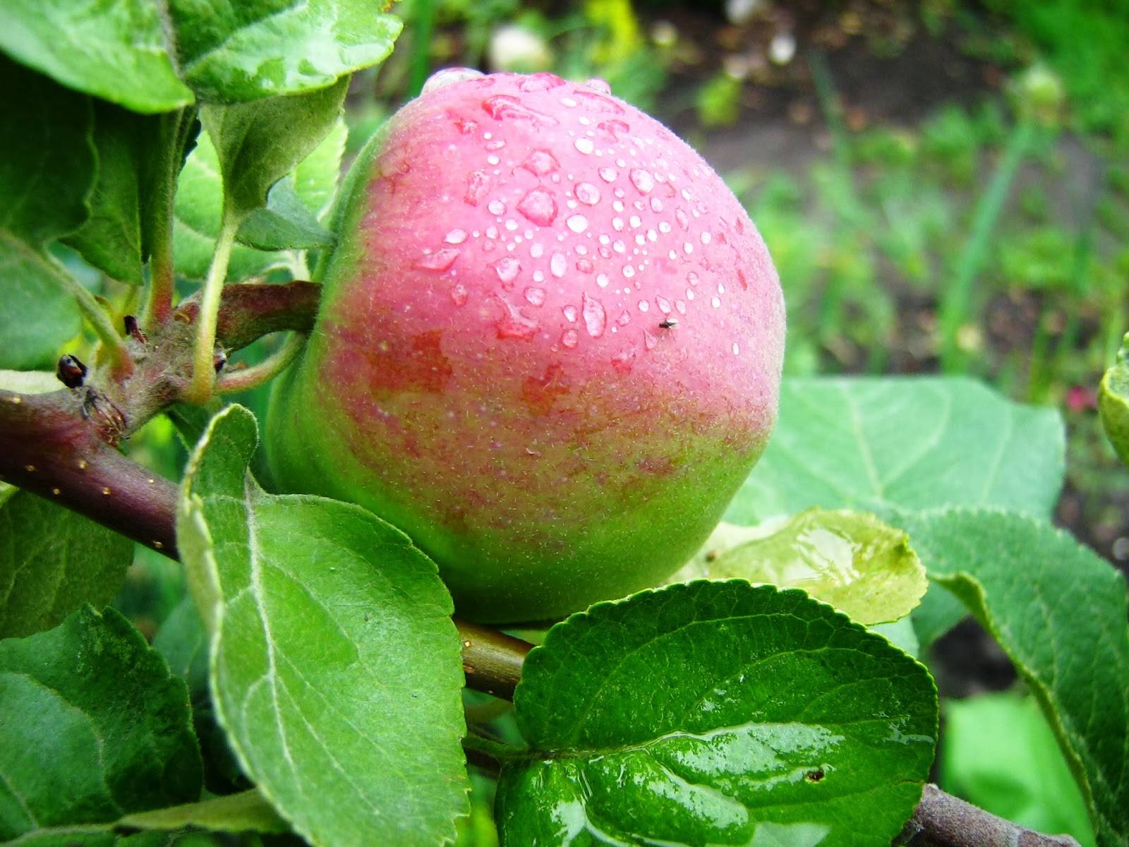Яблоня осеннее полосатое (штрейфлинг): описание сорта, фото