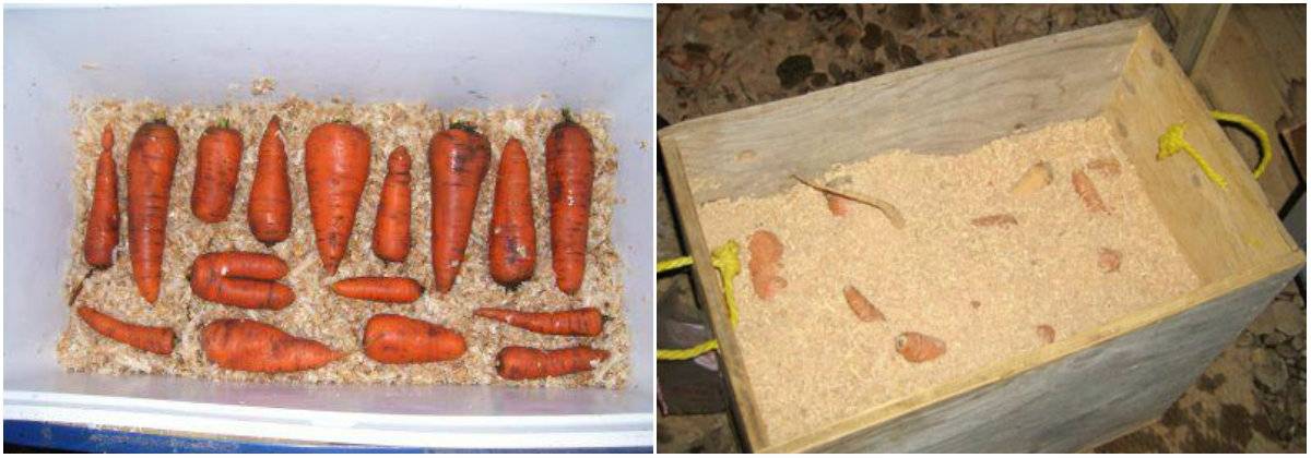 Популярные способы, как хранить морковь в погребе