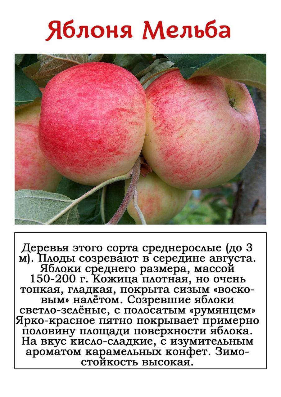 Описание сорта яблони джеромини: фото яблок, важные характеристики, урожайность с дерева