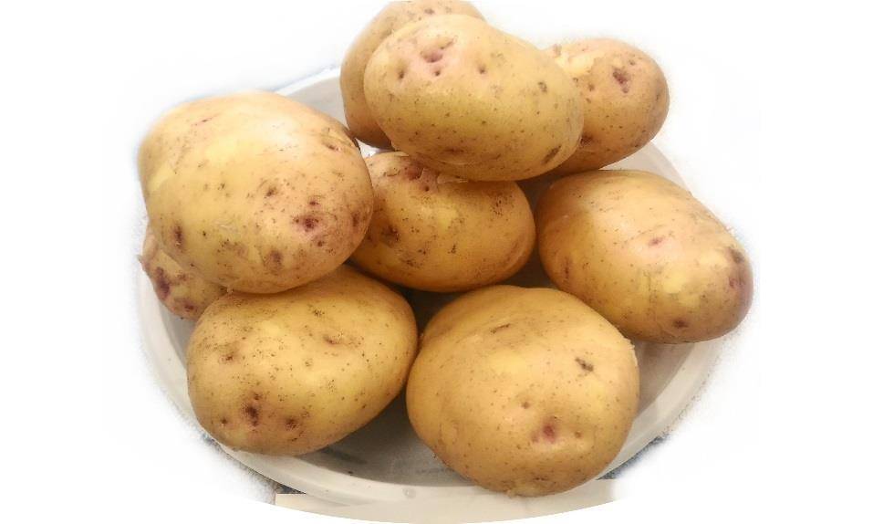 Картофель округлой формы. Картофель Фаворит. Сорт картофеля Танай жёлтый. Скороспелый картофель сорта 40.