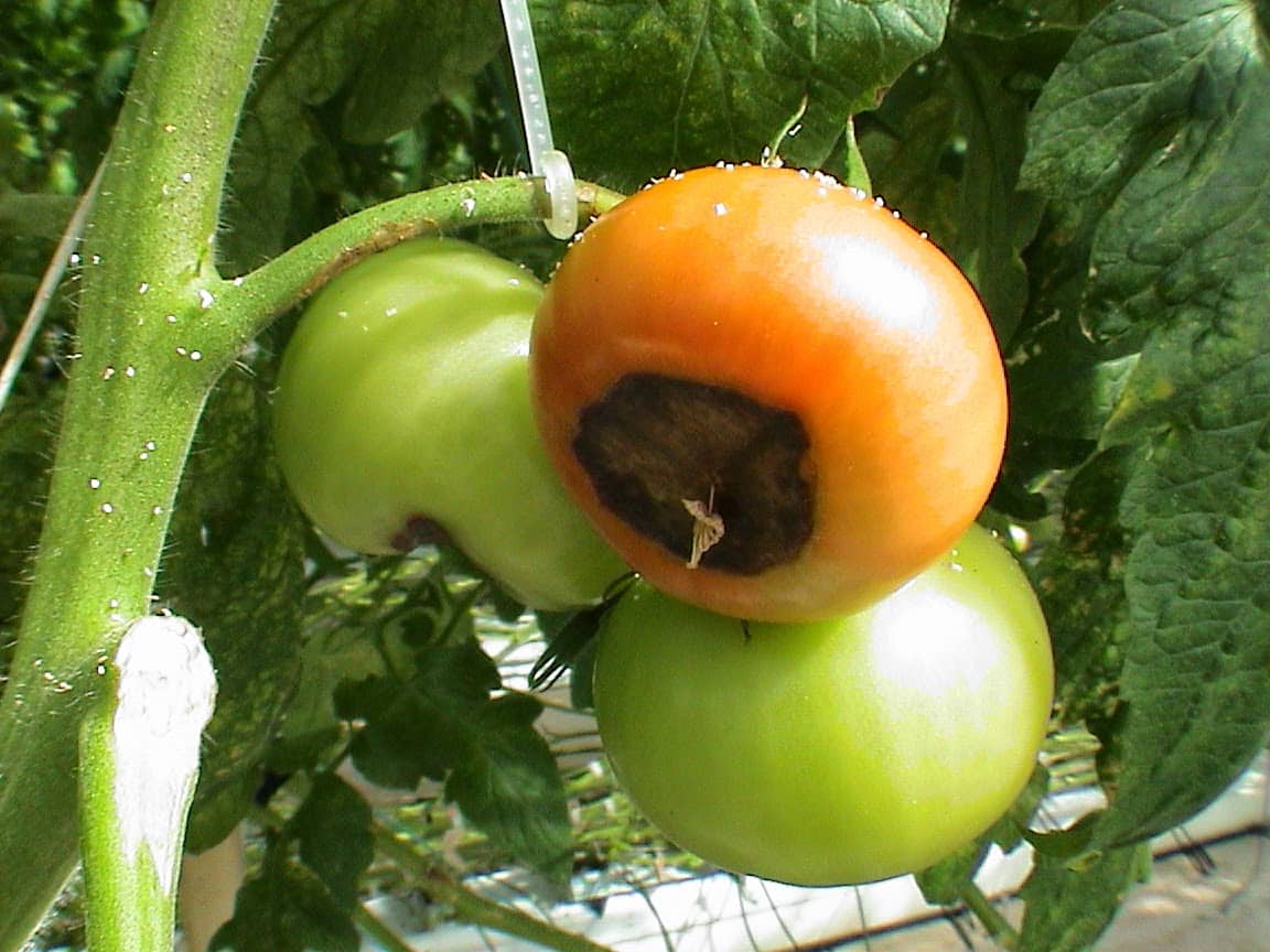 Чем обработать помидоры от вершинной гнили в открытом грунте: как лечить препаратами и народными средствами