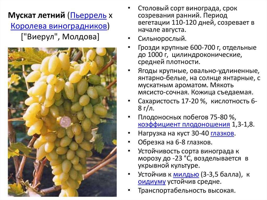 Виноград мускат белый сверхранний: особенности выращивания