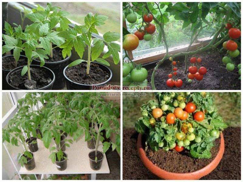 Рассада помидоров в домашних условиях — посев, выращивание и уход