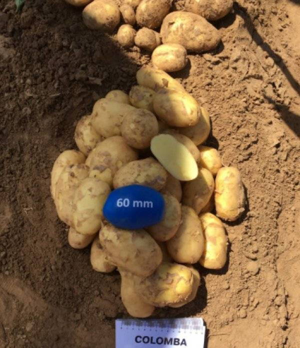Сорт картофеля «коломбо»: особенности выращивания и ухода: характеристики, свойства, методы