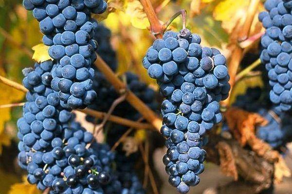 Виноград сорта темпранильо: описание и характеристика, посадка и уход, размножение
