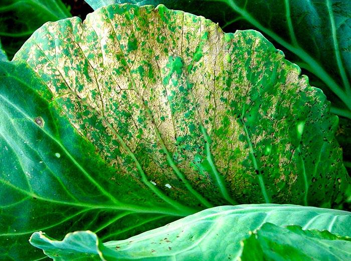 Цветная капуста — болезни и вредители: описание с фото, можно ли есть соцветия с признаками поражения