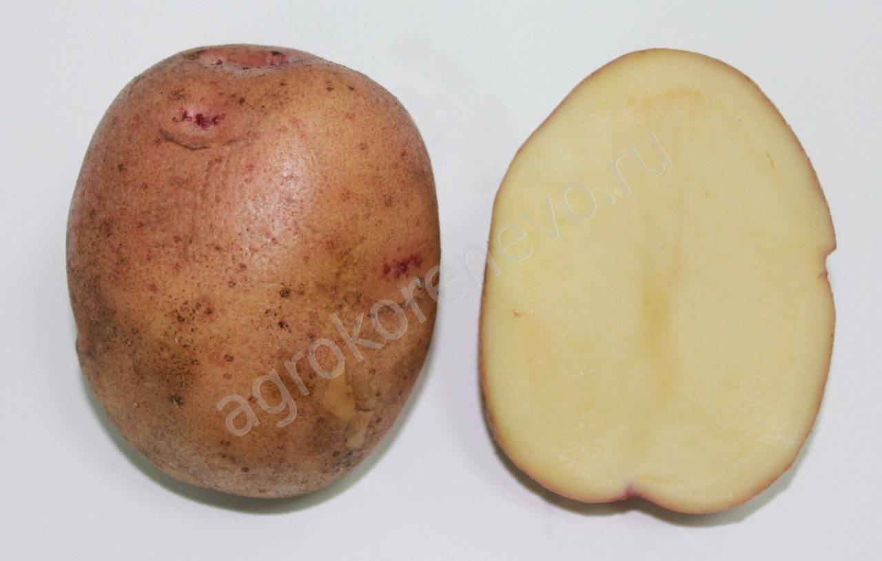 Описание сорта картофеля жуковский ранний – плюсы и минусы, фото