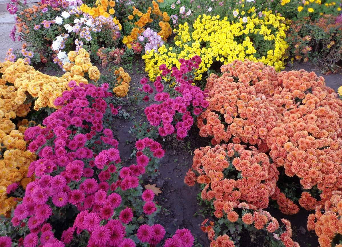 Причины отказа от цветения: почему не цветут хризантемы в саду?