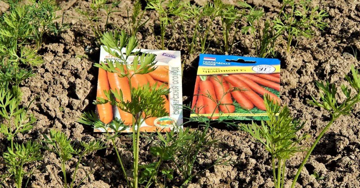 Технология посева моркови под зиму | огородник