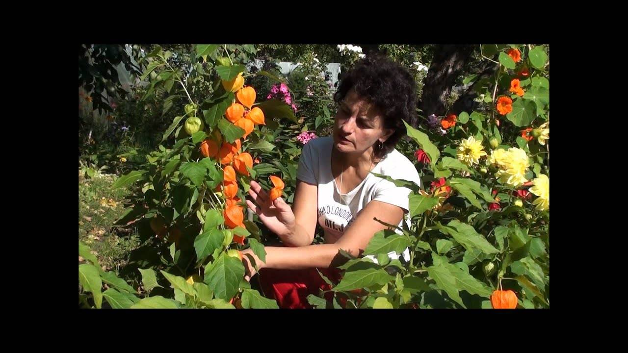 Физалис: описание, выращивание рассады, посадка в открытый грунт и уход за ним, полезные медицинские и кулинарные свойства (30 фото & видео) +отзывы
