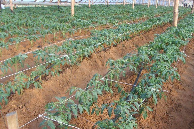 Агротехника и технологии выращивания картофеля в открытом грунте