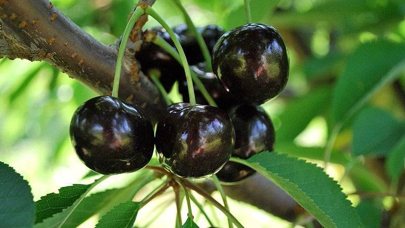 Описание и характеристики сорта вишни шубинка, урожайность, посадка и уход