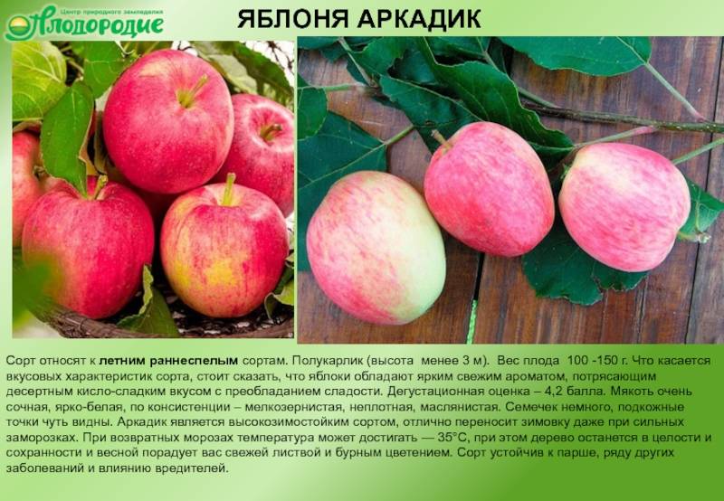 Яблоня имрус: фото и описание сорта, отзывы садоводов
