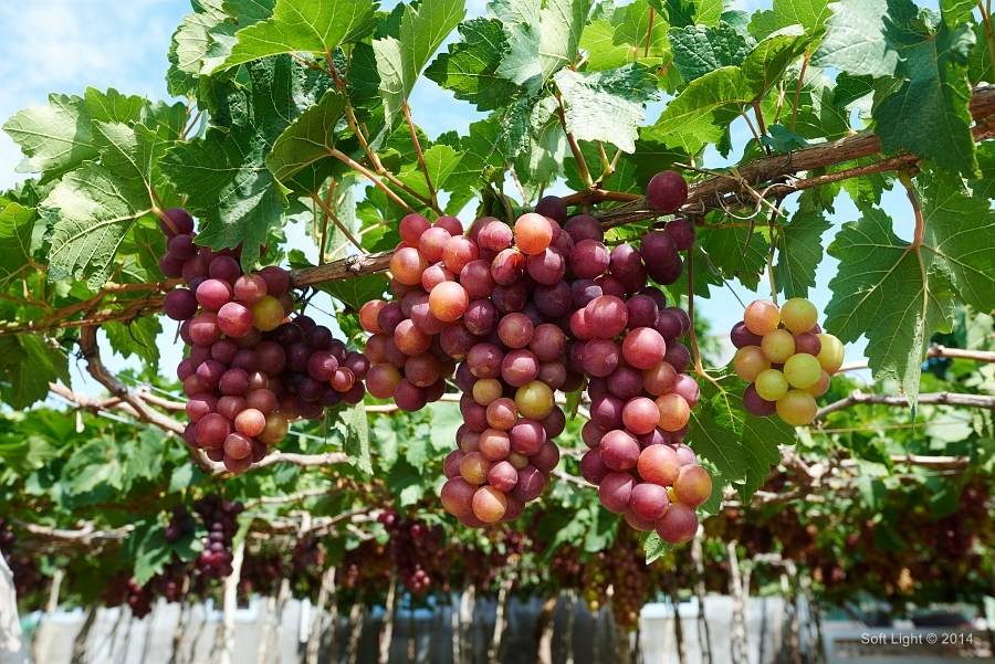 Виноград памяти учителя - мир винограда - сайт для виноградарей и виноделов