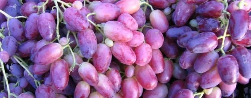 Описание и характеристики винограда сорта ризамат, посадка и уход