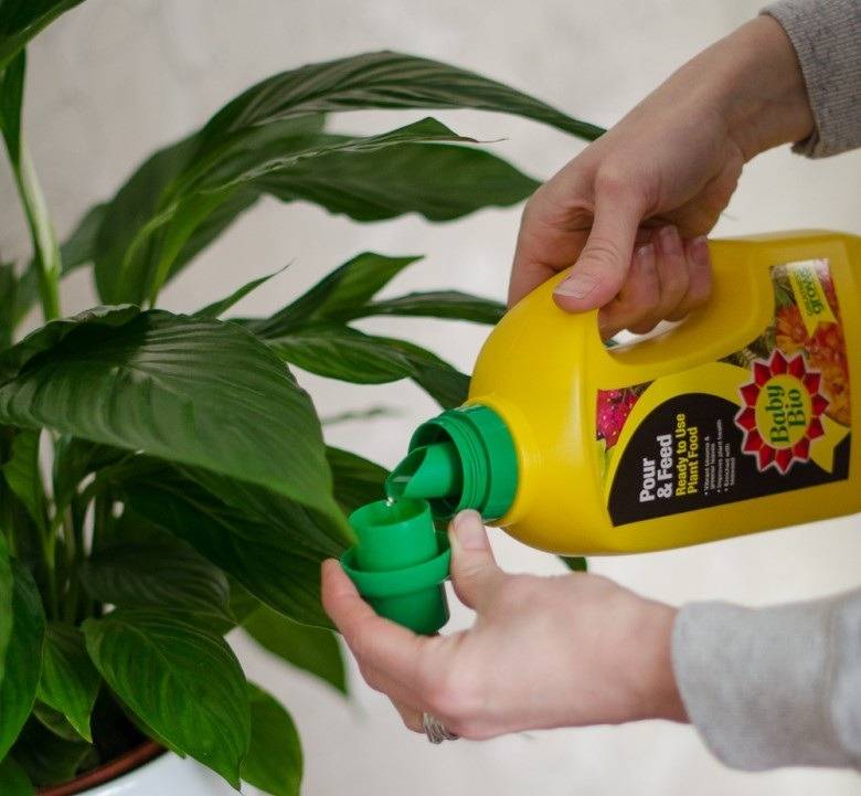 Уход за лимоном в домашних условиях: как вырастить растение дома из косточки и правильно ухаживать за ним