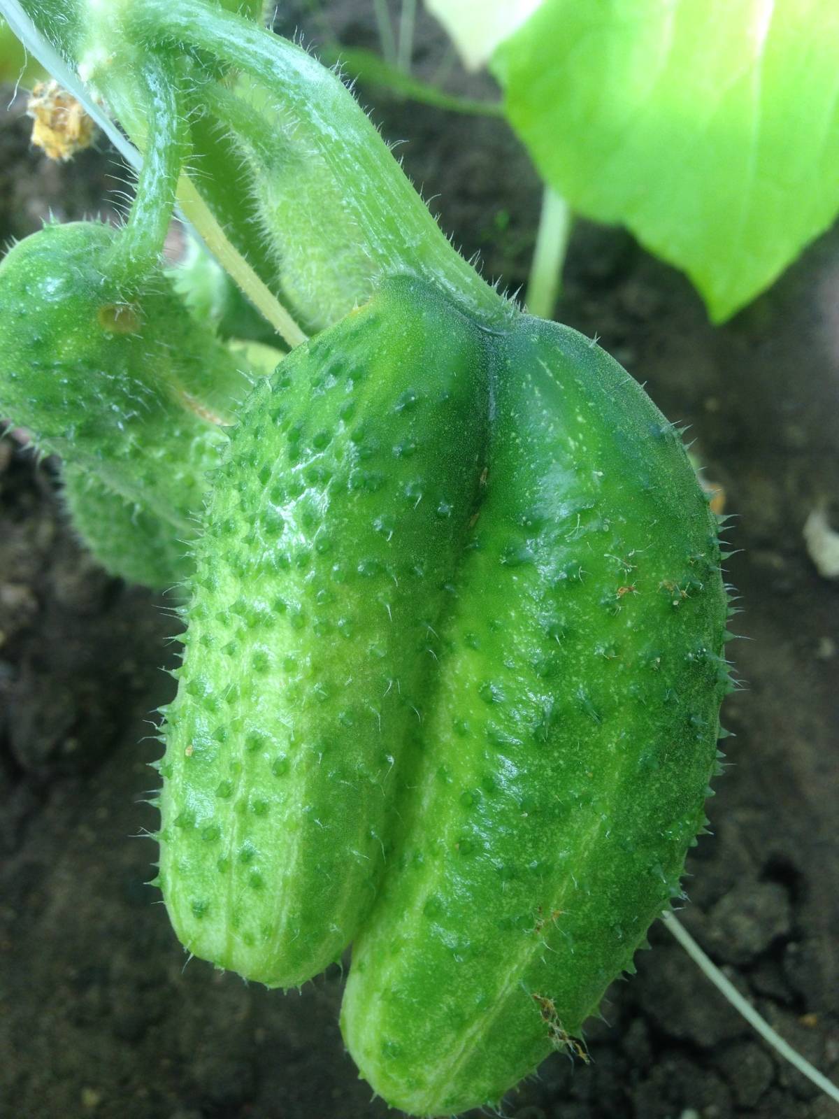 Огурцы барабулька f1: описание, отзывы, фото, урожайность, выращивание
