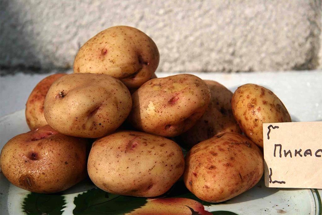 Картофель сорт колетте: характеристика, правила выращивания, отзывы и советы огородников