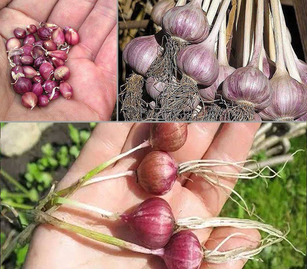 Пошаговая инструкция по выращиванию чеснока в открытом грунте для начинающих: этапы и советы от фермеров со стажем