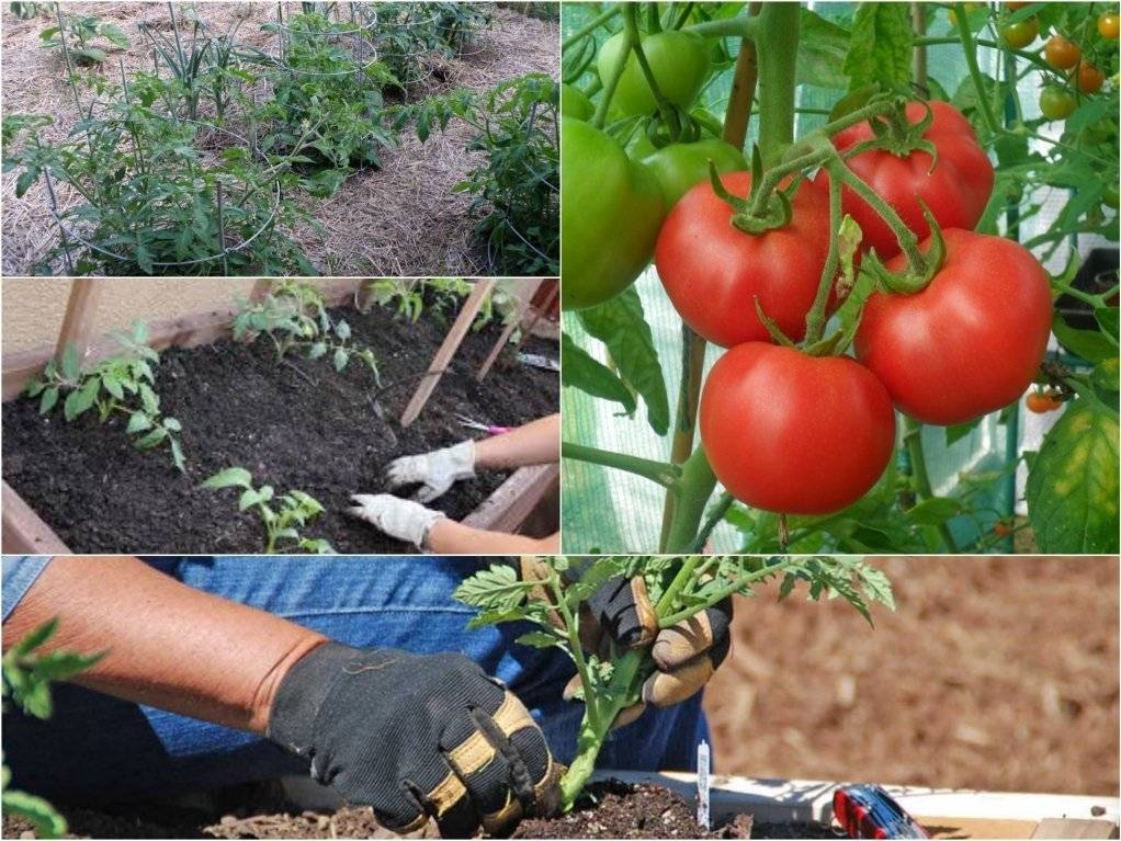 Выращивание помидоров в открытом грунте: посадка, уход, болезни и вредители