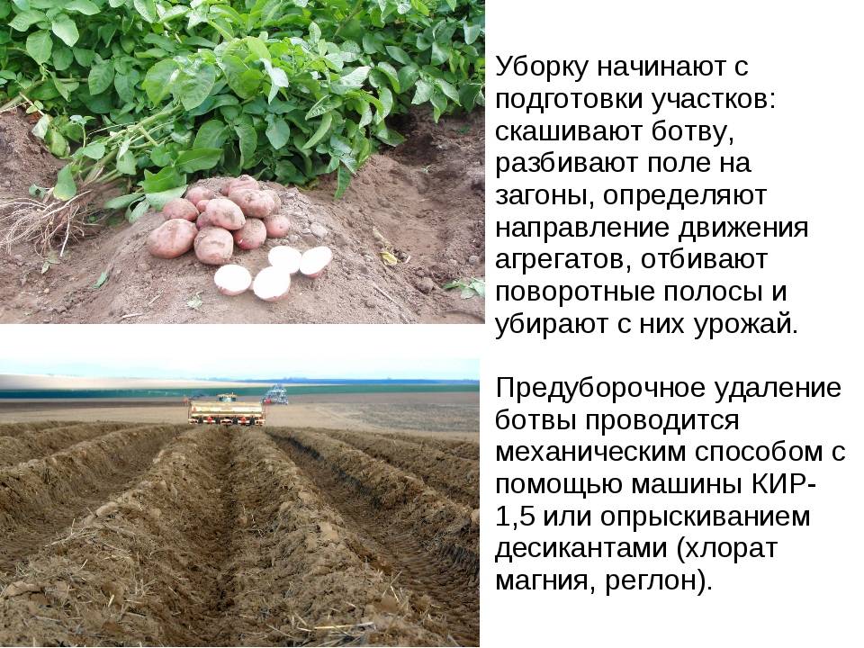 Когда и как копать картофель