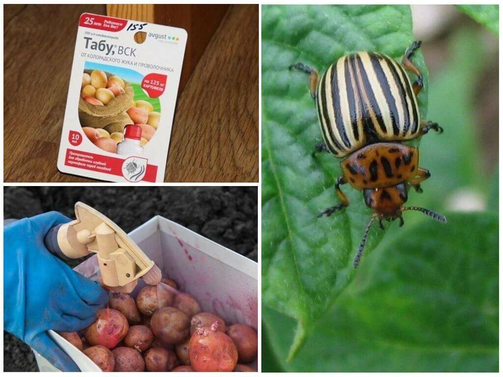 Колорадский жук на картофеле: как осуществить обработку почвы перед посадкой для профилактики, сорта, устойчивые к нему, а также как бороться с вредителем