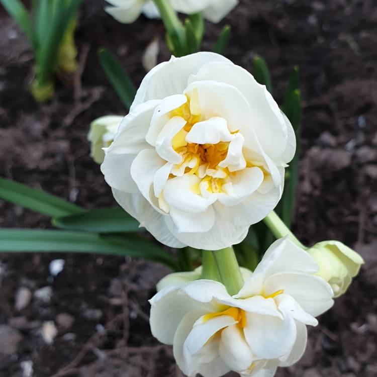 Нарцисс цветок: желтые, белые, розовые, трубчатые виды