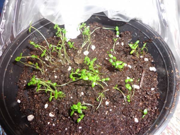 Инструкция: как вырастить клематис из семян в домашних условиях