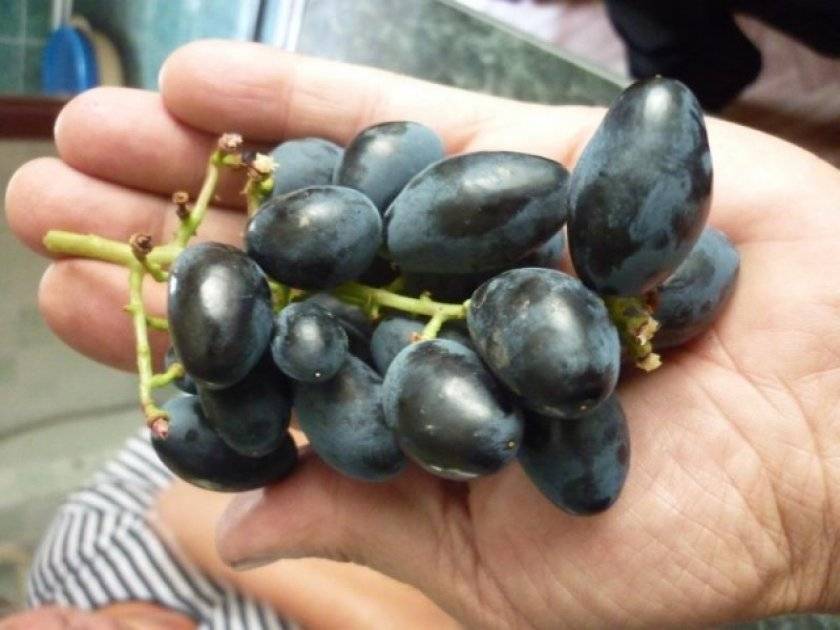 Сорт винограда ромбик: фото, отзывы, описание, характеристики.