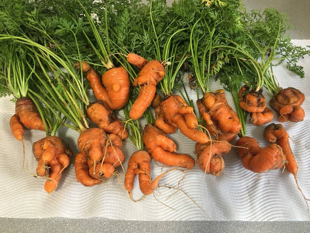 Почему кудрявится морковь и что делать, чем обработать чтобы не кучерявилась