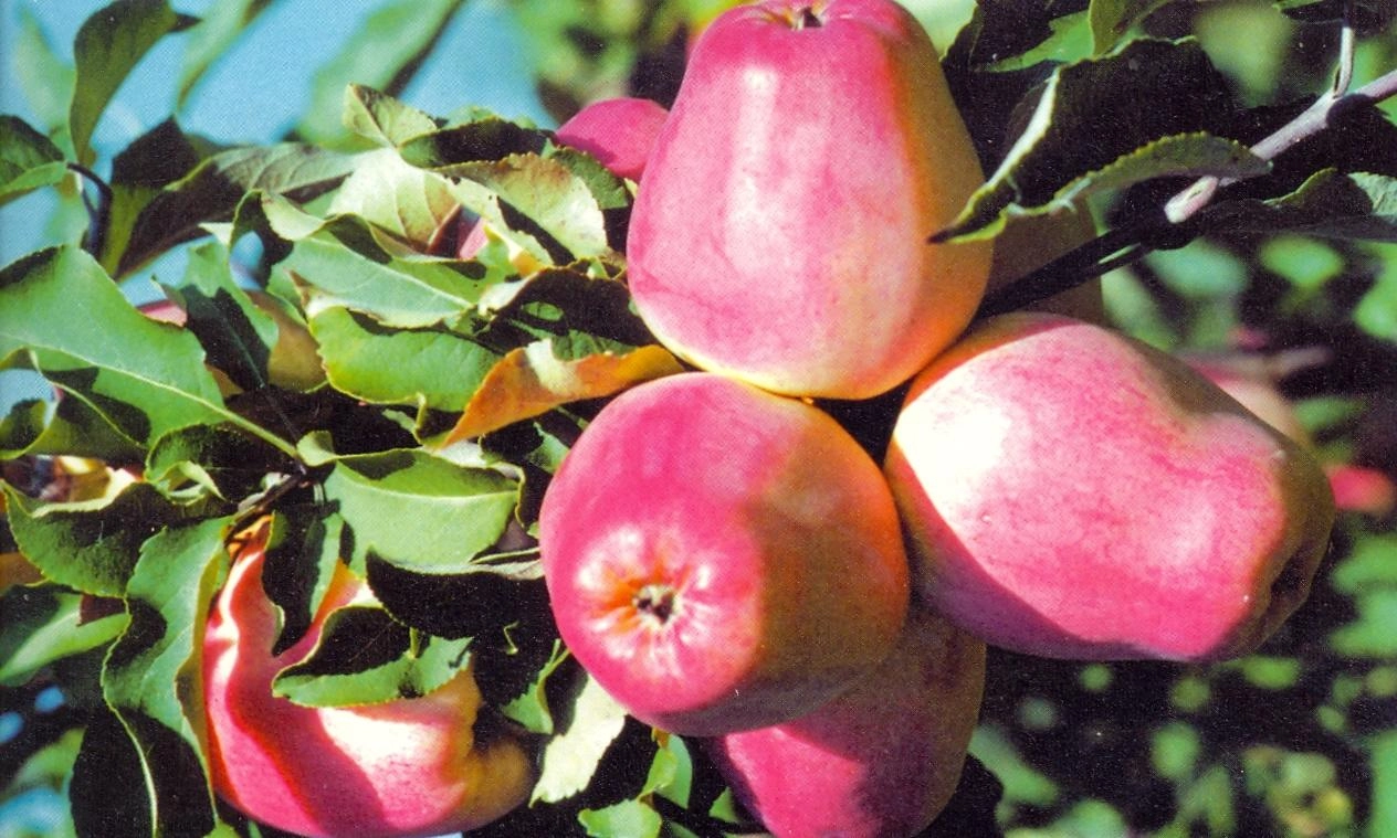 Яблоня кандиль орловский: описание, фото сорта яблок, советы по выращиванию, а также отзывы садоводов