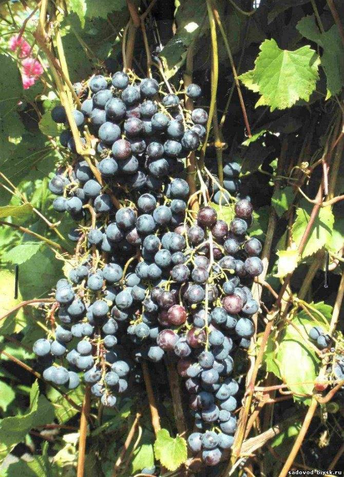 Виноград загадка шарова: характеристика и описание, посадка и уход за культурой