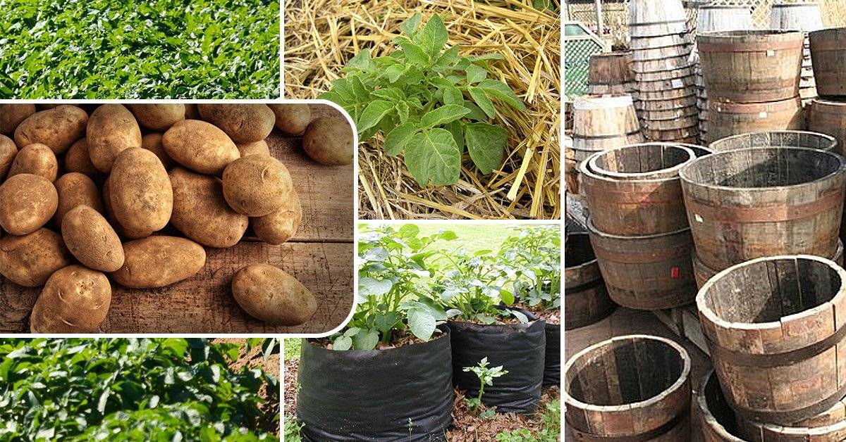 Технология выращивания картофеля в бочке: особенности и тонкости выращивания