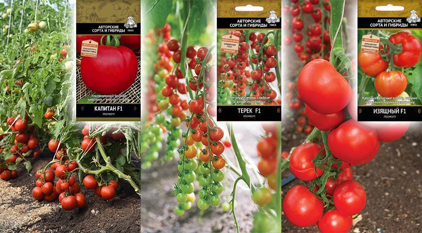 Сорт с отличной урожайностью — томат примадонна f1: описание и советы по выращиванию