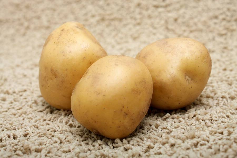 Сорта картофеля в беларуси разваристые