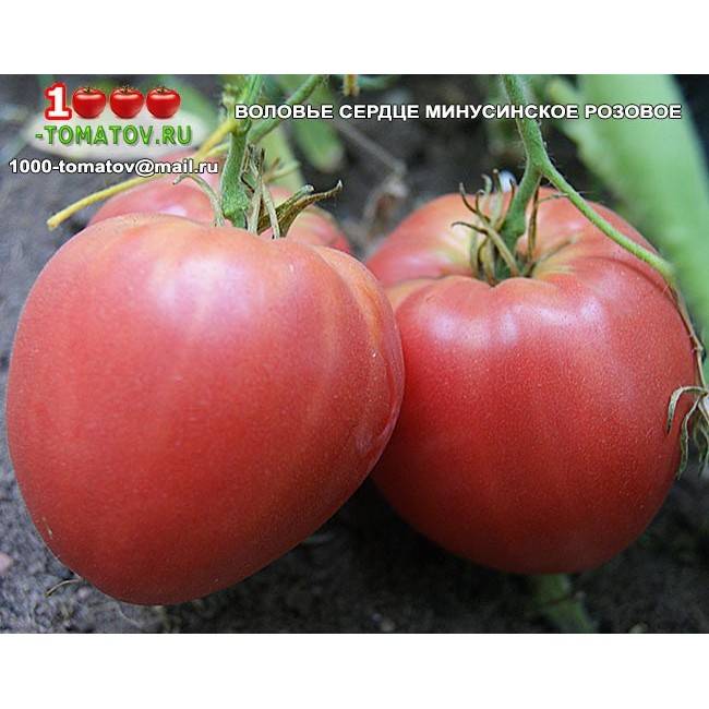 Описание сорта томата воловье сердце — как поднять урожайность