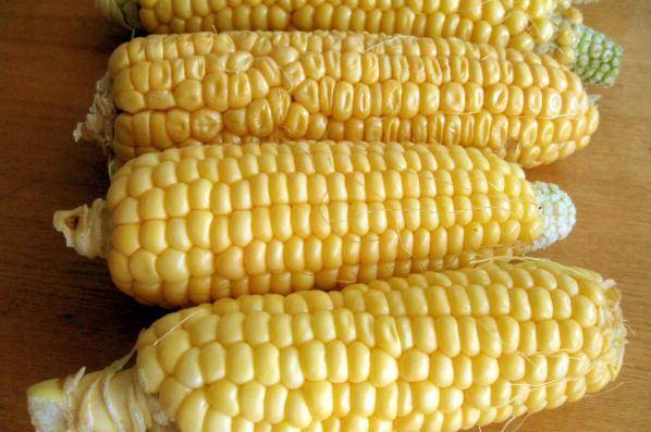Лучшие сорта кукурузы: характеристика и особенности