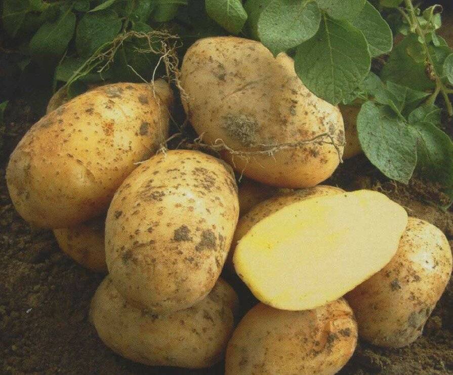 Картофель ирбитский: описание сорта, фото, отзывы, рекомендации по выращиванию, характеристика, урожайность
