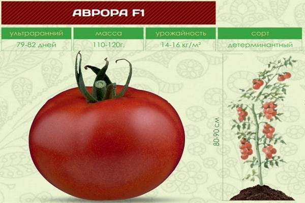 Аврора – один и самых ранних сортов помидоров