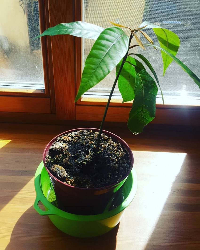 Можно ли выращивать манго из косточки в домашних условиях и как это делать?