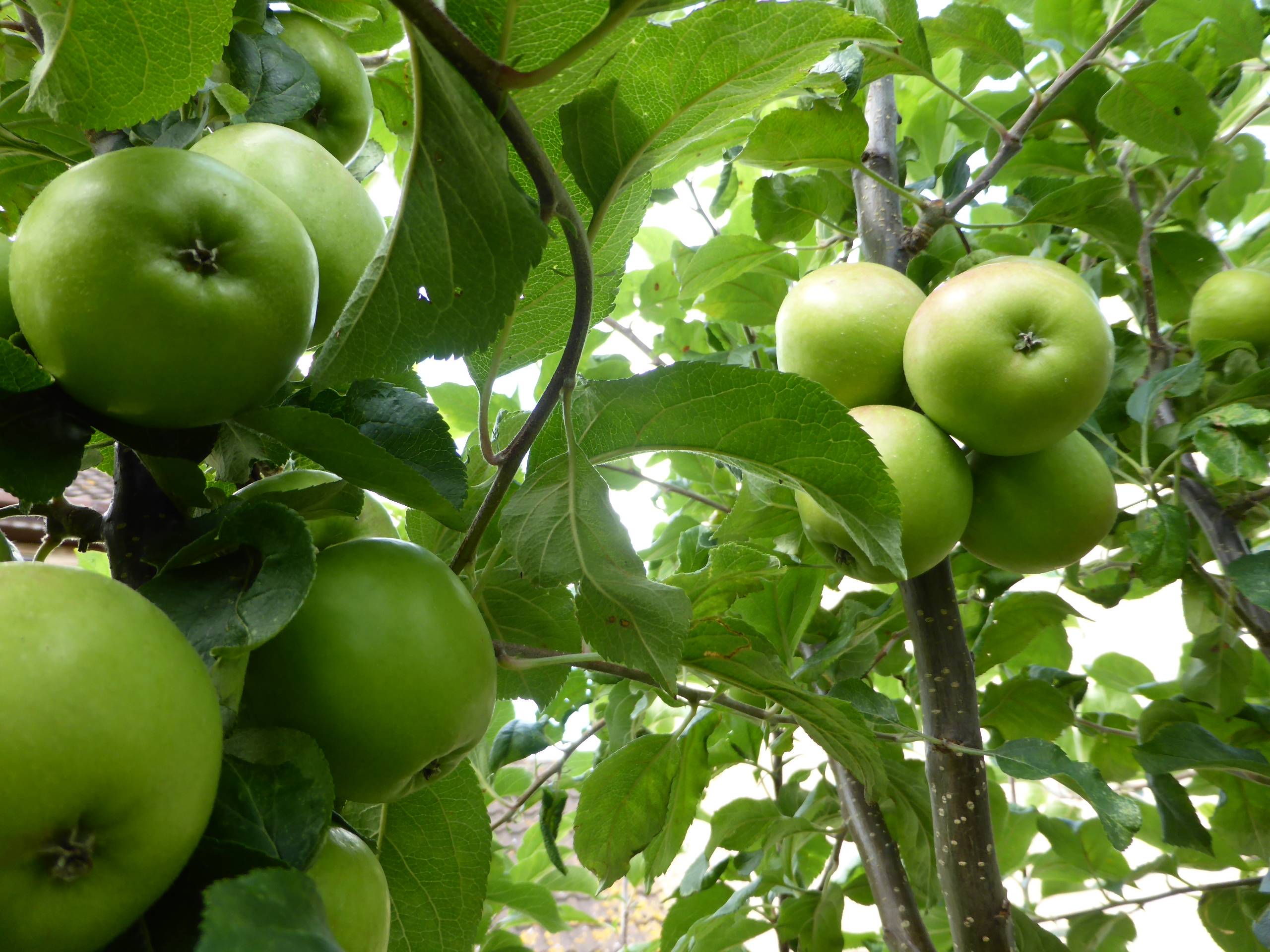 Описание и характеристика яблони сорта фуджи, посадка и уход