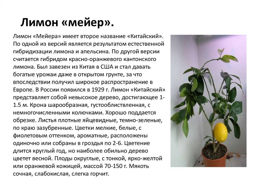 Описание лимона Мейера, выращивание и уход за сортом в домашних условиях