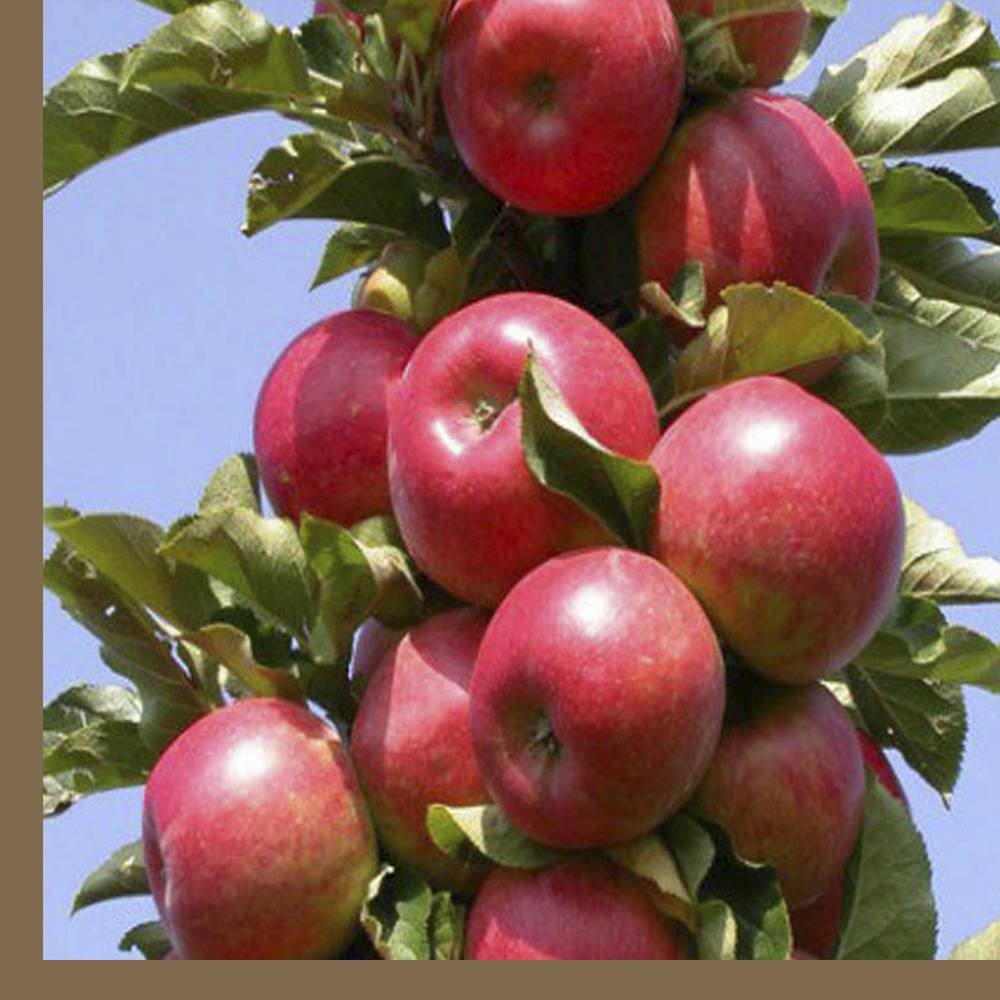 Колоновидная яблоня московское ожерелье: описание сорта с фото, посадка и уход, отзывы | tele4n.net