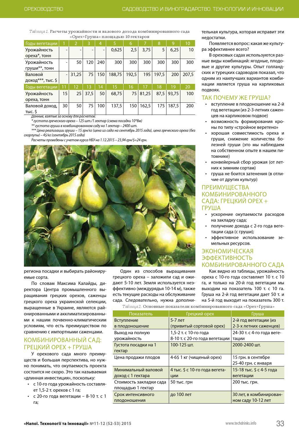 Груша белорусская поздняя: описание и характеристики сорта, опылители, технология выращивания