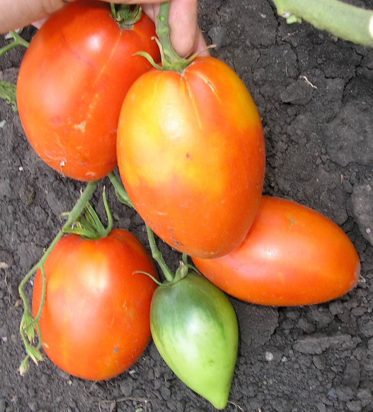 Томат кенигсберг описание и характеристика сорта, особенности выращивания и посадки помидоров, отзывы, фото